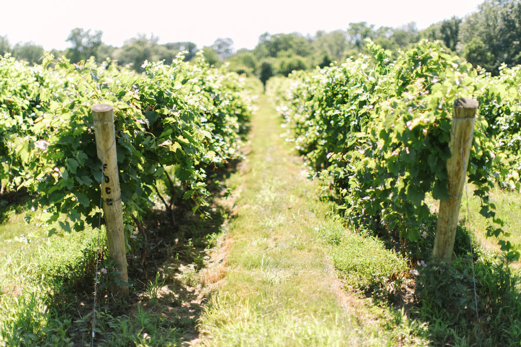 Vineyards at a 12 Corners Vineyard Wedding