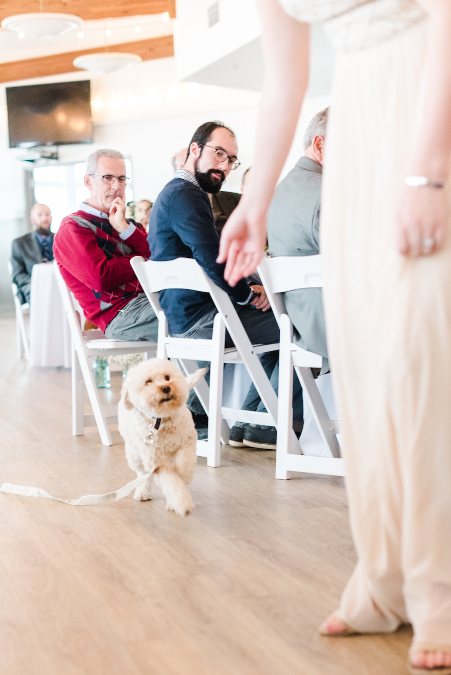 Dog ring bearer running down the aisle