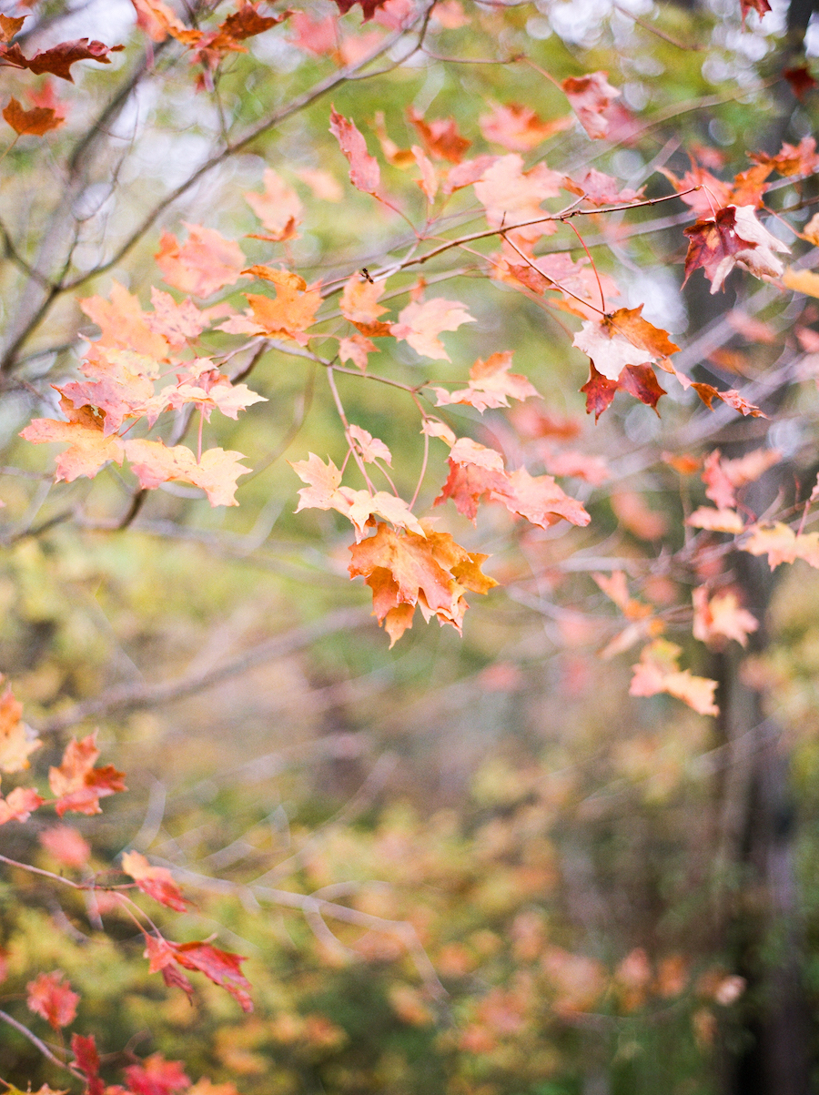 Fall leaves at Camp Blodgett in West Olive, MI