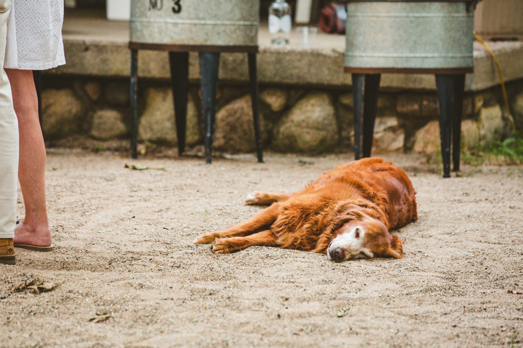 Dog takes a nap while guests dance at a wedding reception