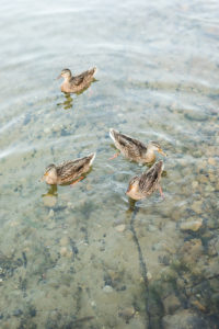 Ducks swimming in Gun Lake in Shelbyville, Michigan