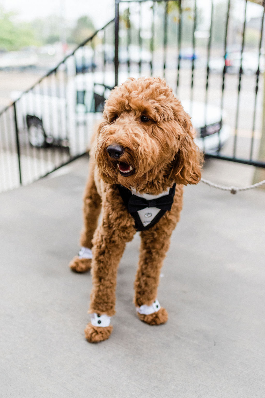 A ring bearer dog