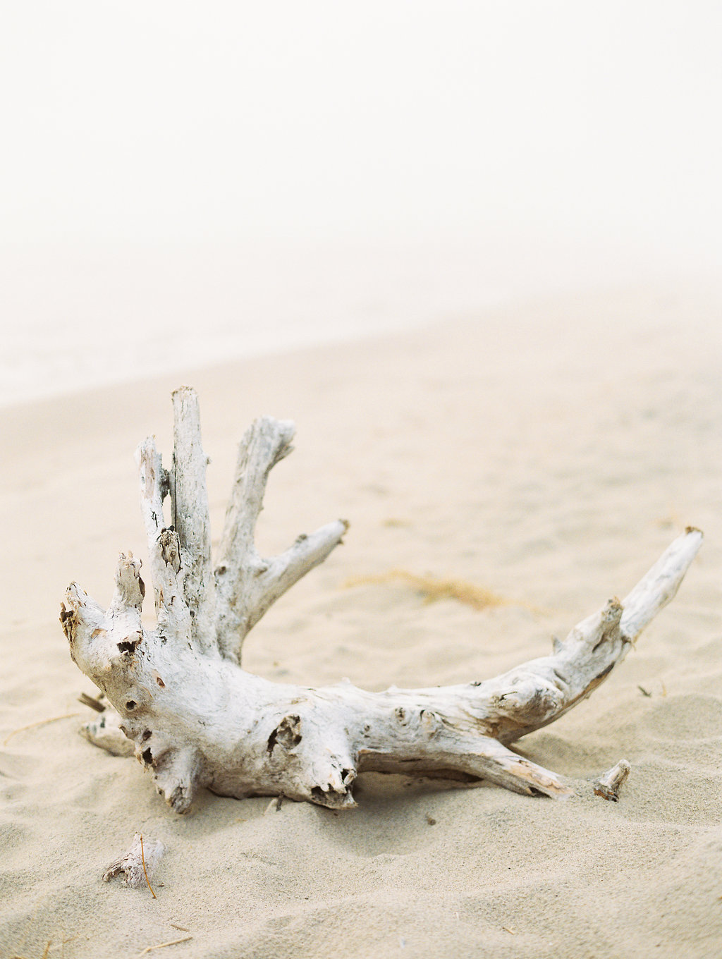 Lake Michigan drift wood